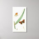 Search for butterfly canvas prints Flower