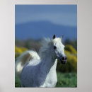 Search for headshot posters Horse