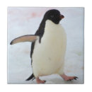 Search for penguin tiles Danita delimont