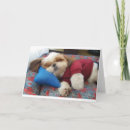 Search for shih tzu dad Photography