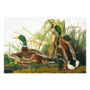 Search for mallard duck painting posters Birds