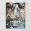 Search for hippo postcards River