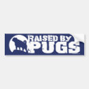 Search for pug bumper stickers Dogs