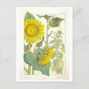 Search for vintage botanical postcards Illustration