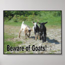Search for nigerian posters Goats