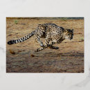 Search for cheetah birthday invitations Gold