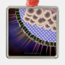 Search for virus ornaments Herpes