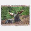 Search for moose blankets Wildlife