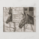 Search for old barn postcards Animal