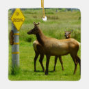 Search for elk ornaments Nature