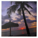 Search for palm tree tiles Tranquil scene