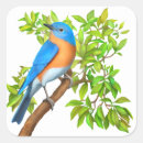 Search for bluebird eastern bluebird
