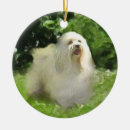 Search for havanese ornaments Rescue