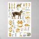 Search for 36 x 24 posters Cat