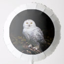 Search for owl balloons Bird of prey