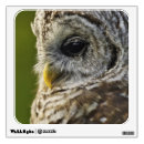 Search for bar wall decals Barred owl