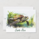 Search for turtle postcards Nature