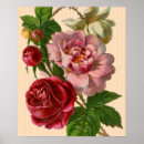 Search for vintage rose posters Flowers