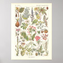 Search for poisonous plants posters Botany