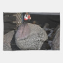 Search for guinea fowl home living Poultry