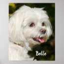 Search for maltese dog gifts Maltipoo