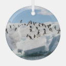 Search for antarctica ornaments Animal