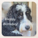 Search for bernedoodle gifts Cute