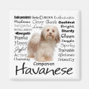 Search for havanese dog Pet
