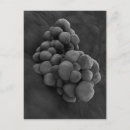 Search for microbiology gifts Biomedical illustrations