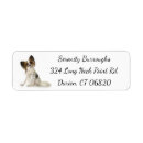 Search for papillon dog Puppy