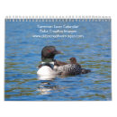 Search for common loon gifts Animal