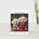 Search for bichon frise cards Puppies