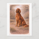 Search for irish Dog