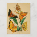 Search for butterfly postcards Insect
