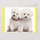Search for bichon frise cards Puppies