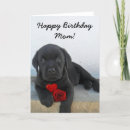 Search for labrador birthday cards Pets