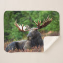 Search for moose blankets Wildlife