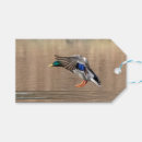 Search for duck gender reveal Animal