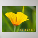 Search for california poppy art Yellow