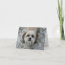 Search for shih tzu christmas cards Snow