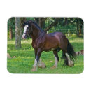 Search for clydesdale horse Florida