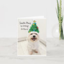 Search for bichon frise christmas cards Dog