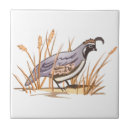 Search for quail tiles Wildlife