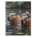 Search for swimming pig Wildlife