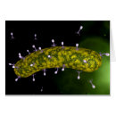 Search for bacteriophage Infectious disease