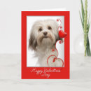 Search for havanese dog cards Animal