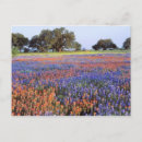 Search for texas bluebonnet postcards Indian paintbrush