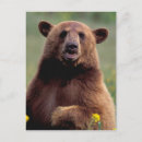 Search for america postcards Wildlife