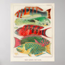 Search for biology posters Fish