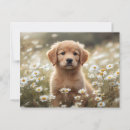 Search for golden retriever postcards Puppy